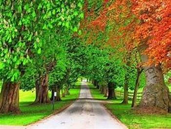 Professional Tree Care Group LLC